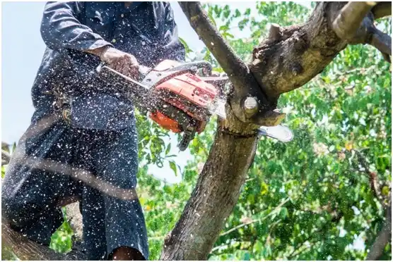 tree services Pearisburg
